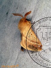 Шелкопряд Баллиона 001